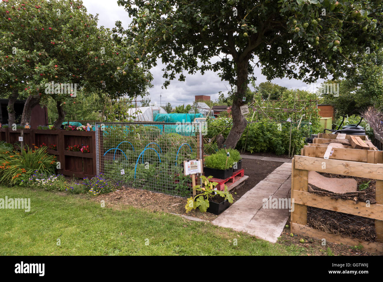 An allotment plot at Shepherd Road Allotments, St Annes, Lancashire