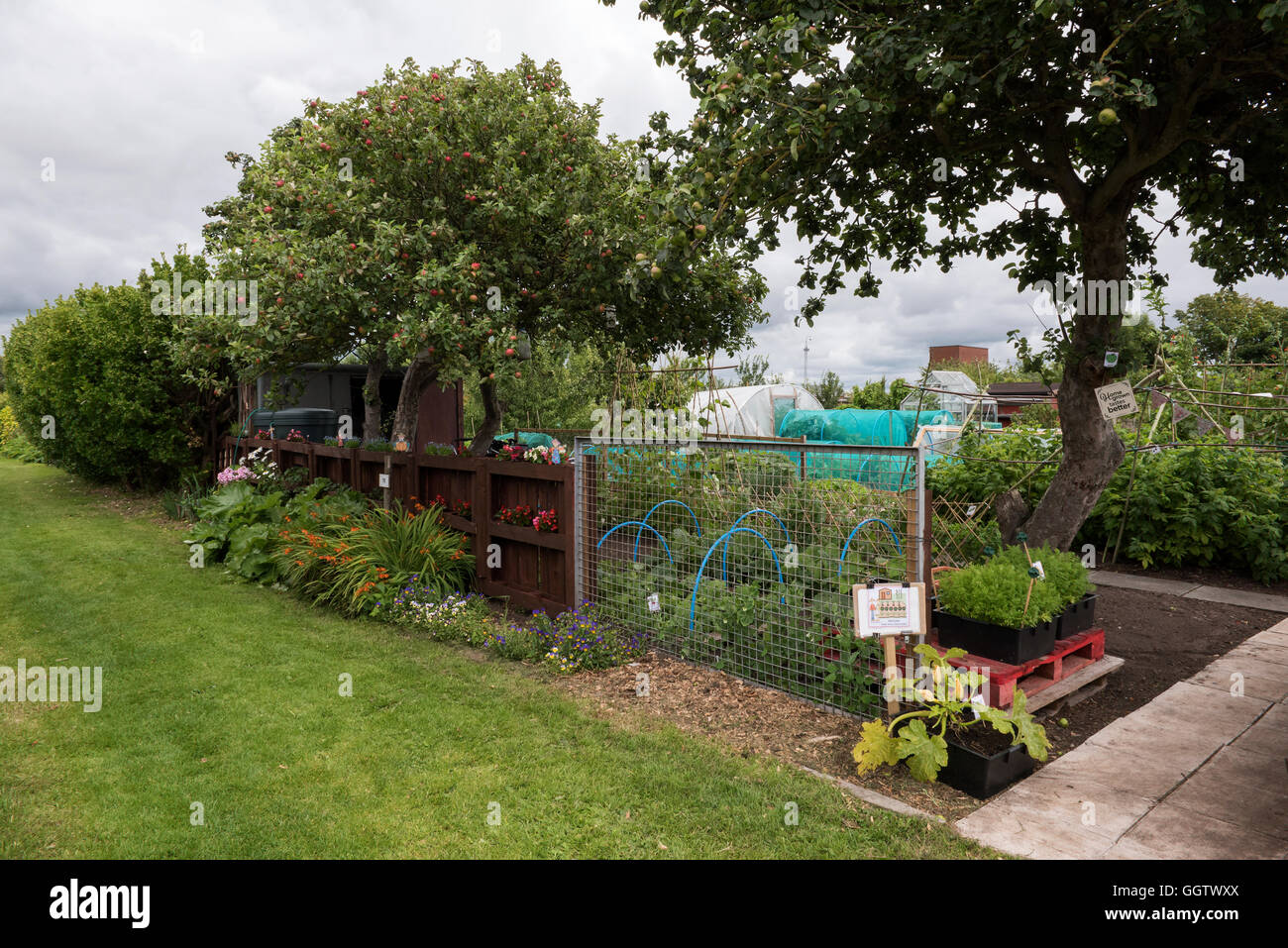 An allotment plot at Shepherd Road Allotments, St Annes, Lancashire