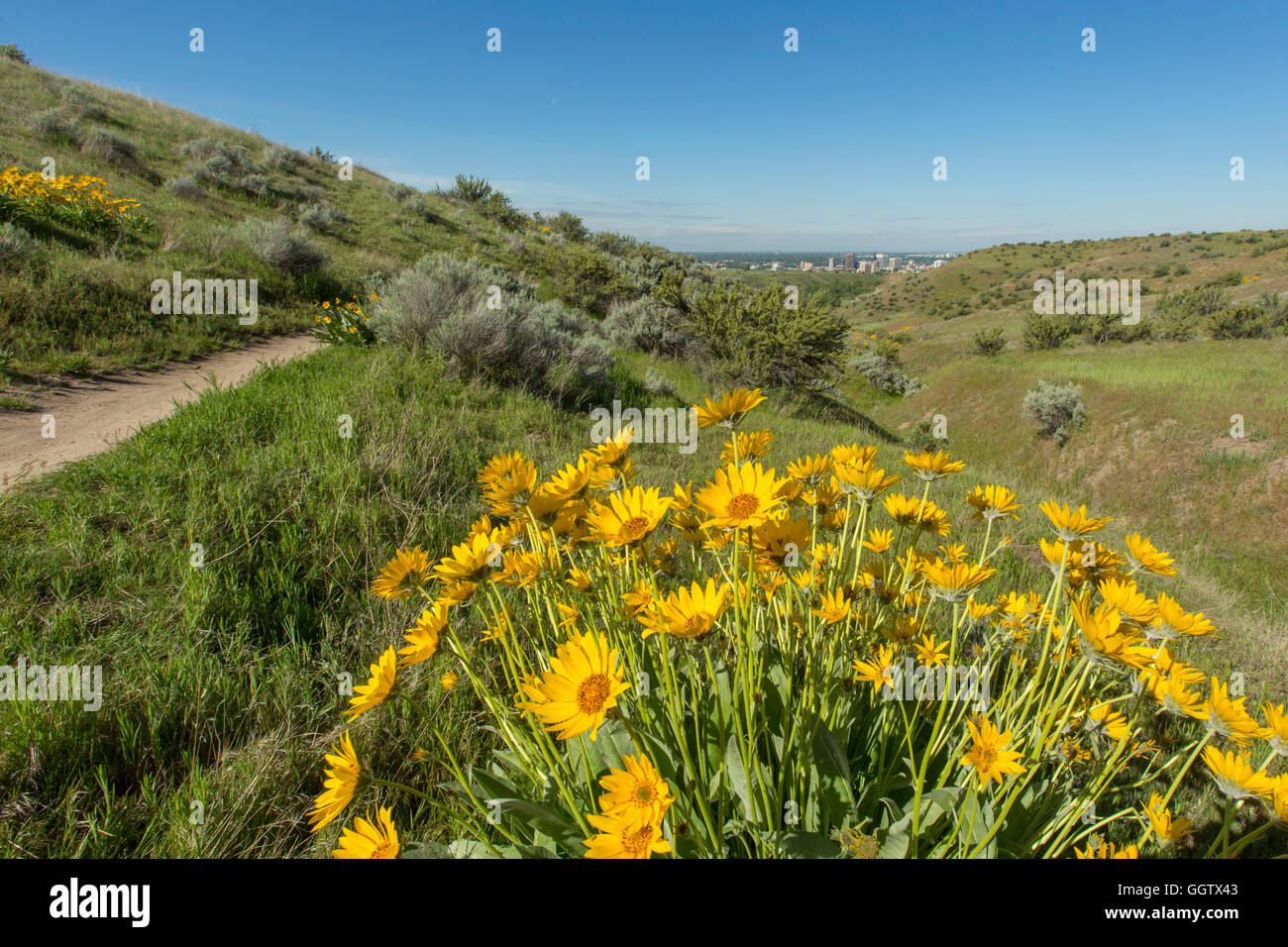 Yellow flowers in rolling landscape Stock Photo