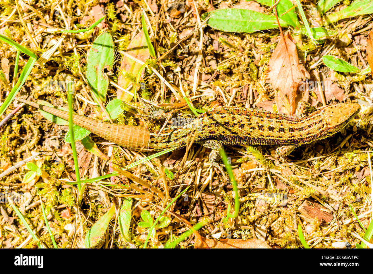 Sand lizard (Lacerta agilis), here seen from above, blending very well with the surrounding vegetation. Location is Sandhammaren Stock Photo