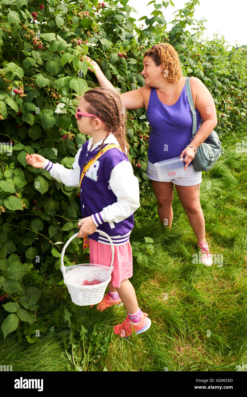 Picking raspberries hires stock photography and images Alamy