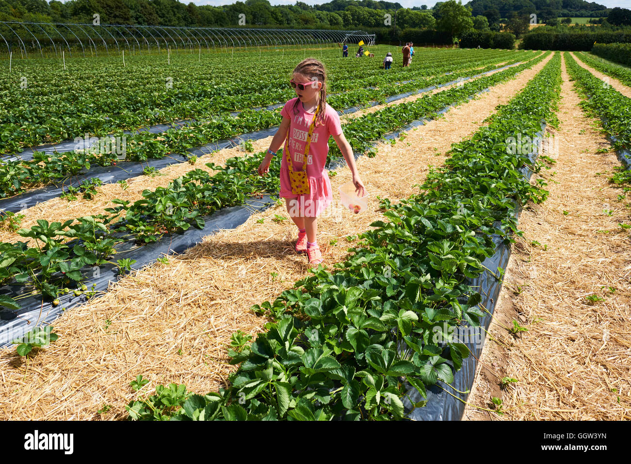 Young Girl Picking Strawberries At A Pick Your Own Soft Fruit Farm In Warwickshire UK Stock Photo