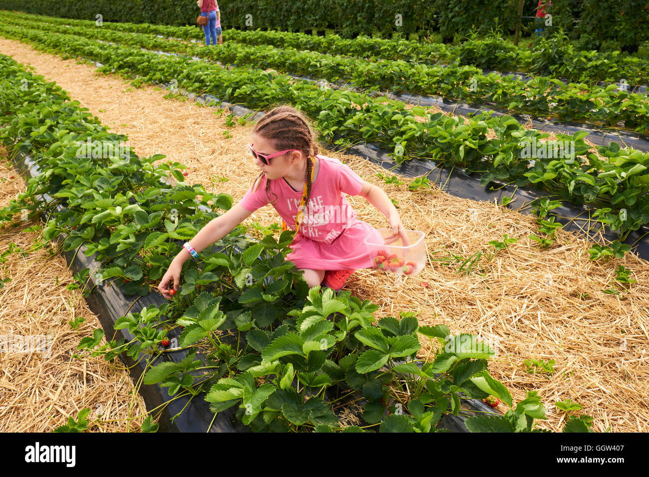 Young Girl Picking Strawberries At A Pick Your Own Soft Fruit Farm In Warwickshire UK Stock Photo