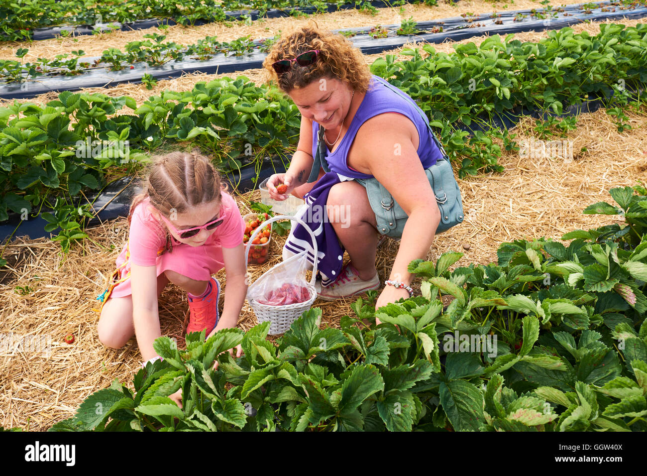 Mother And Daughter Picking Strawberries At A Pick Your Own Soft Fruit Farm In Warwickshire UK Stock Photo