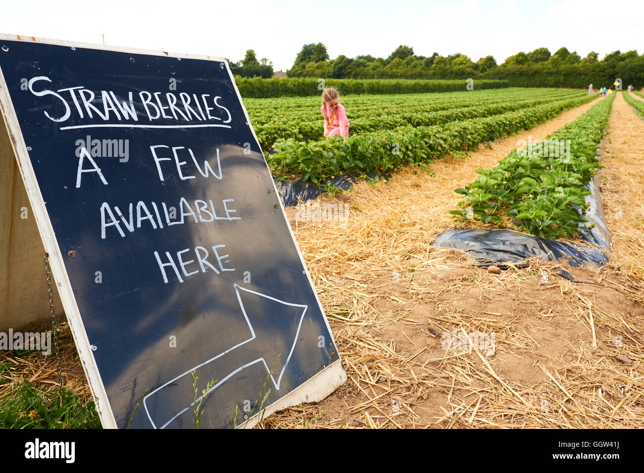 Direction Sign For Strawberries At A Pick Your Own Fruit Farm In Warwickshire UK Stock Photo