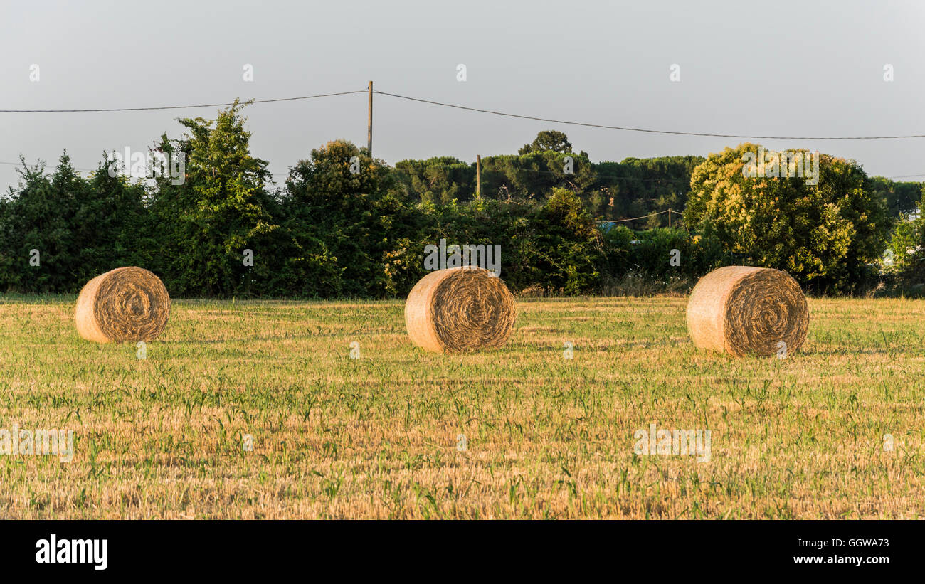 Hay bale on the field after harvest Stock Photo - Alamy