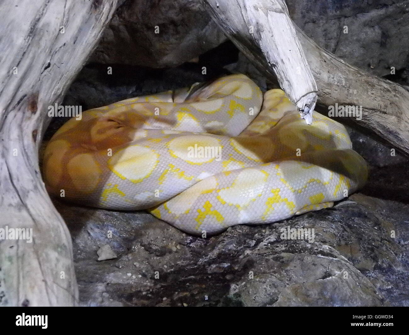 python, big snake, large sleeping reptile Stock Photo Alamy