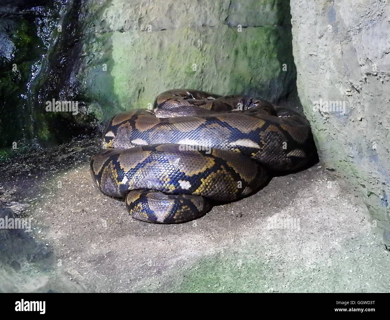 python, big snake, large sleeping reptile Stock Photo Alamy