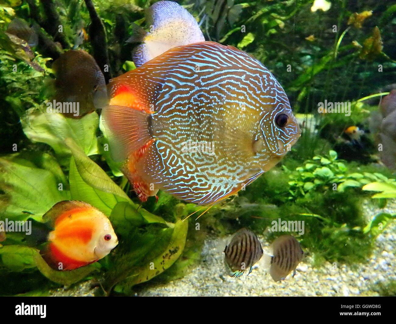 discus fish, colorful tropical discus fish , Stock Photo