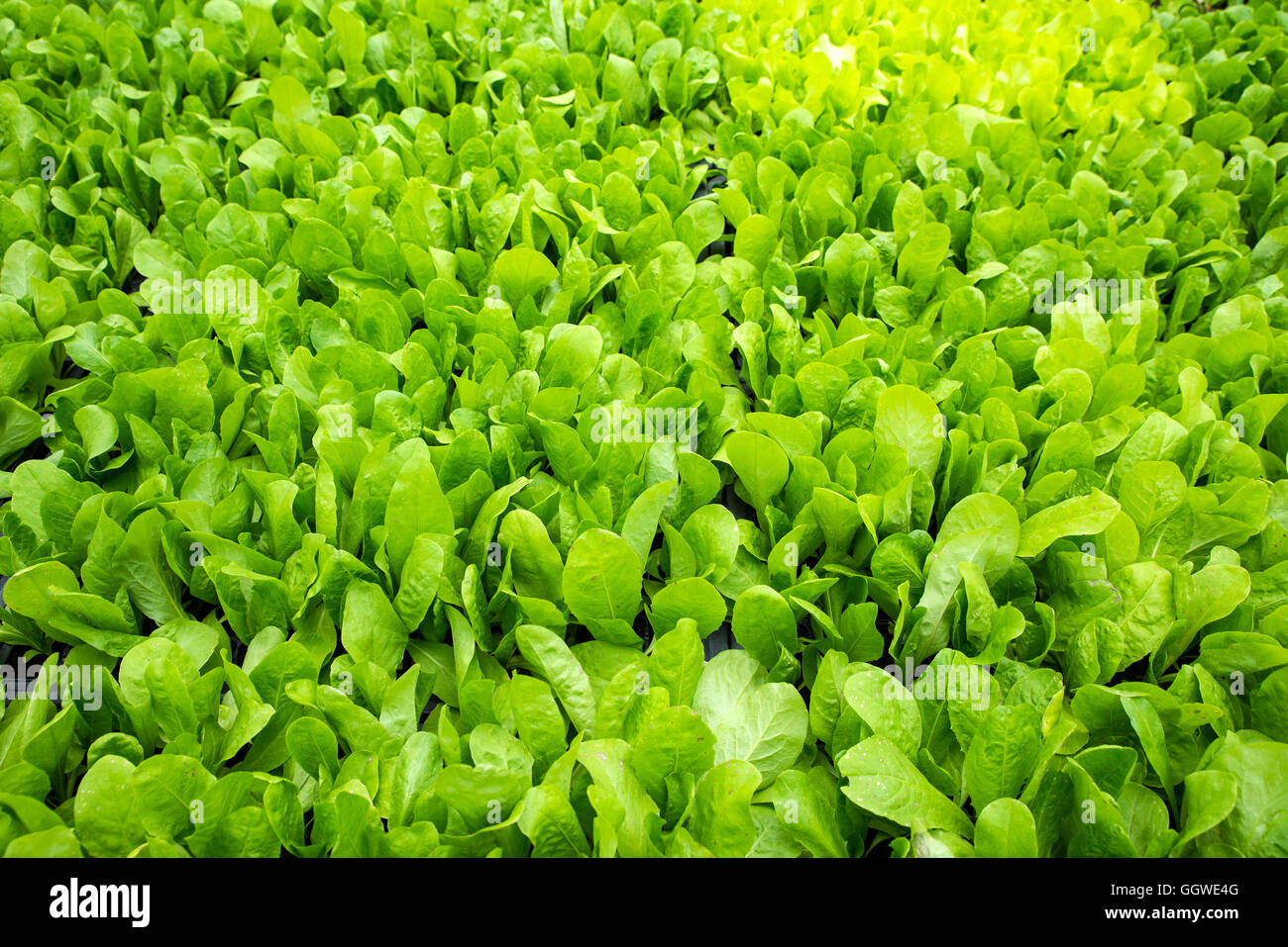 Fresh green leaves background Stock Photo - Alamy