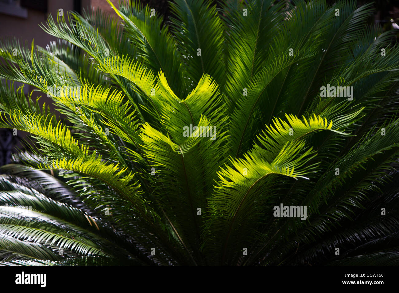 Tropical plant grown in  SAVANNA GEORGIA Stock Photo