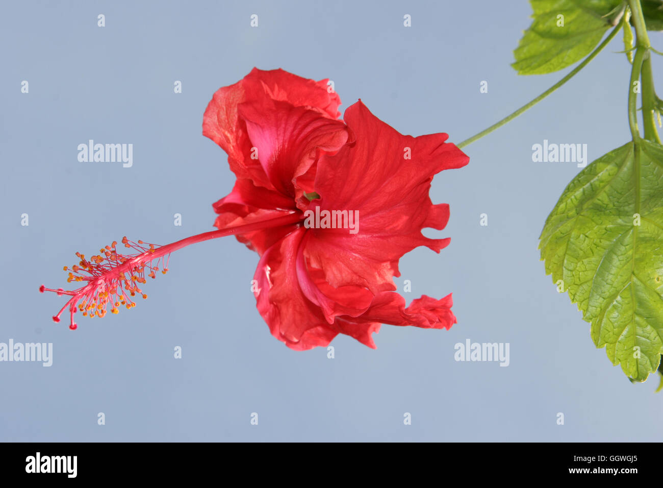 A single red Hibiscus flower, the National Flower of Malaysia Stock Photo