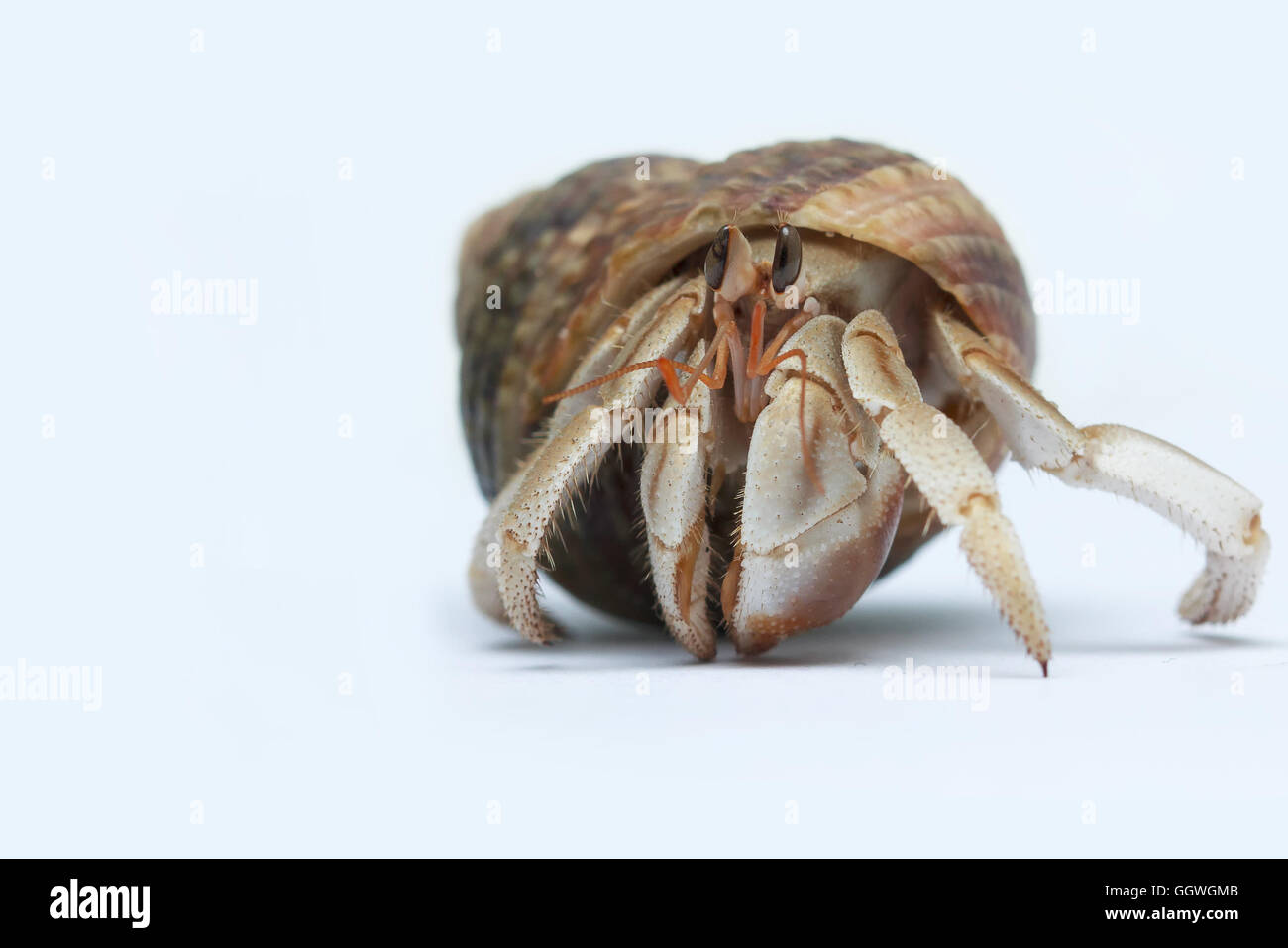 Hermit Crab on white background Stock Photo