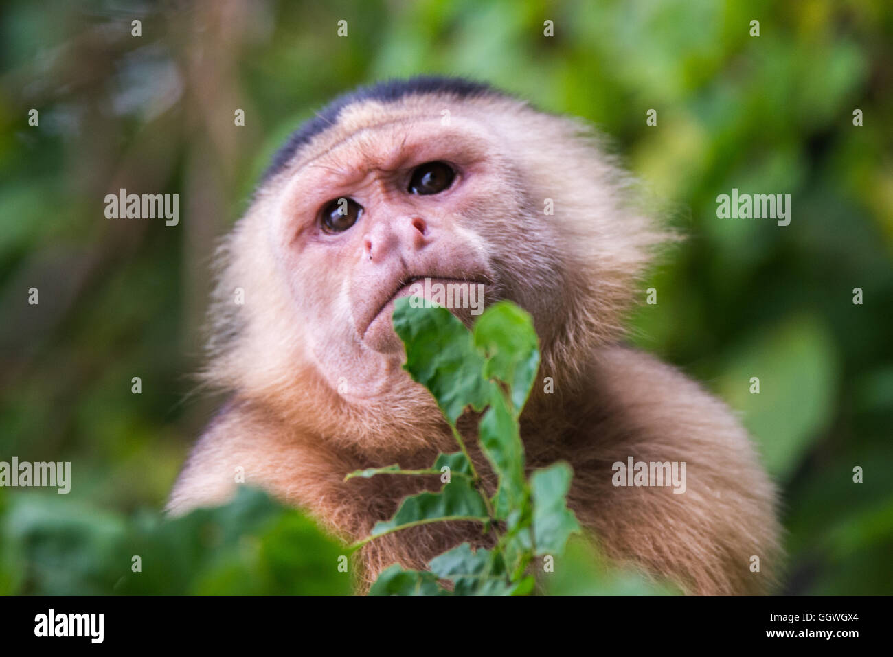 White-faced Capuchin Monkey Stock Photo
