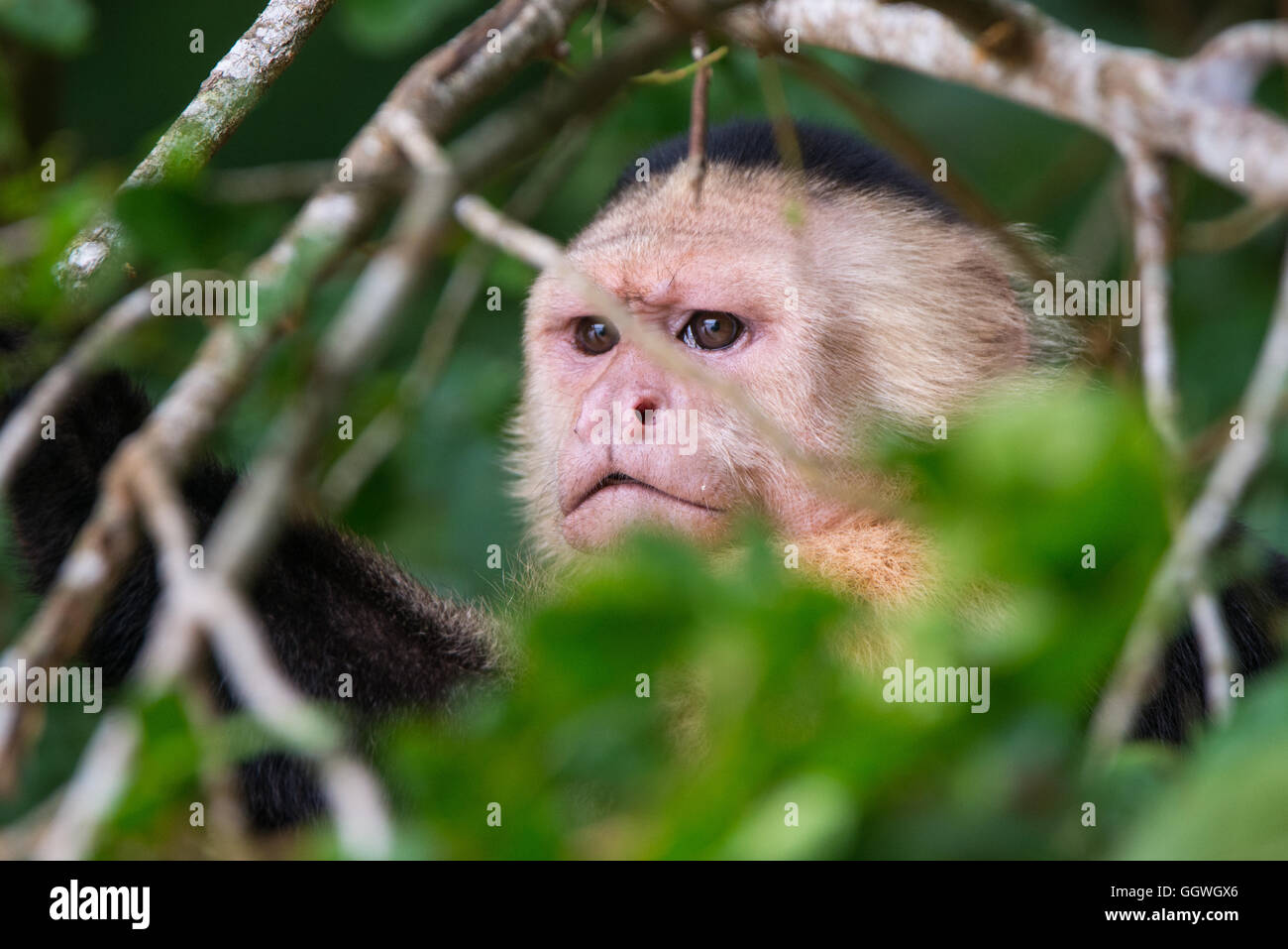 White-faced Capuchin Monkey Stock Photo - Alamy