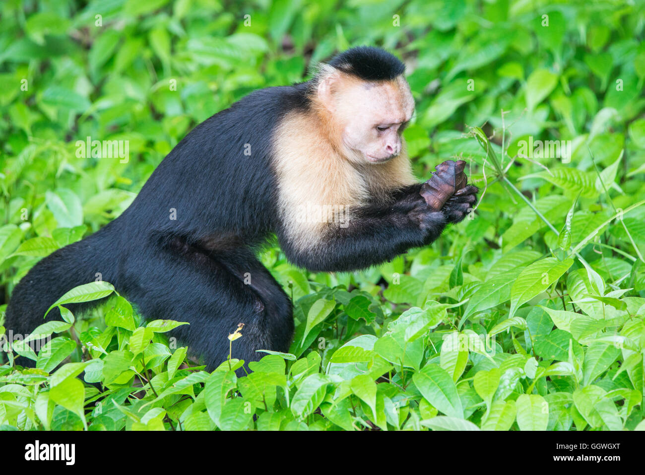 White-faced Capuchin Monkey Stock Photo