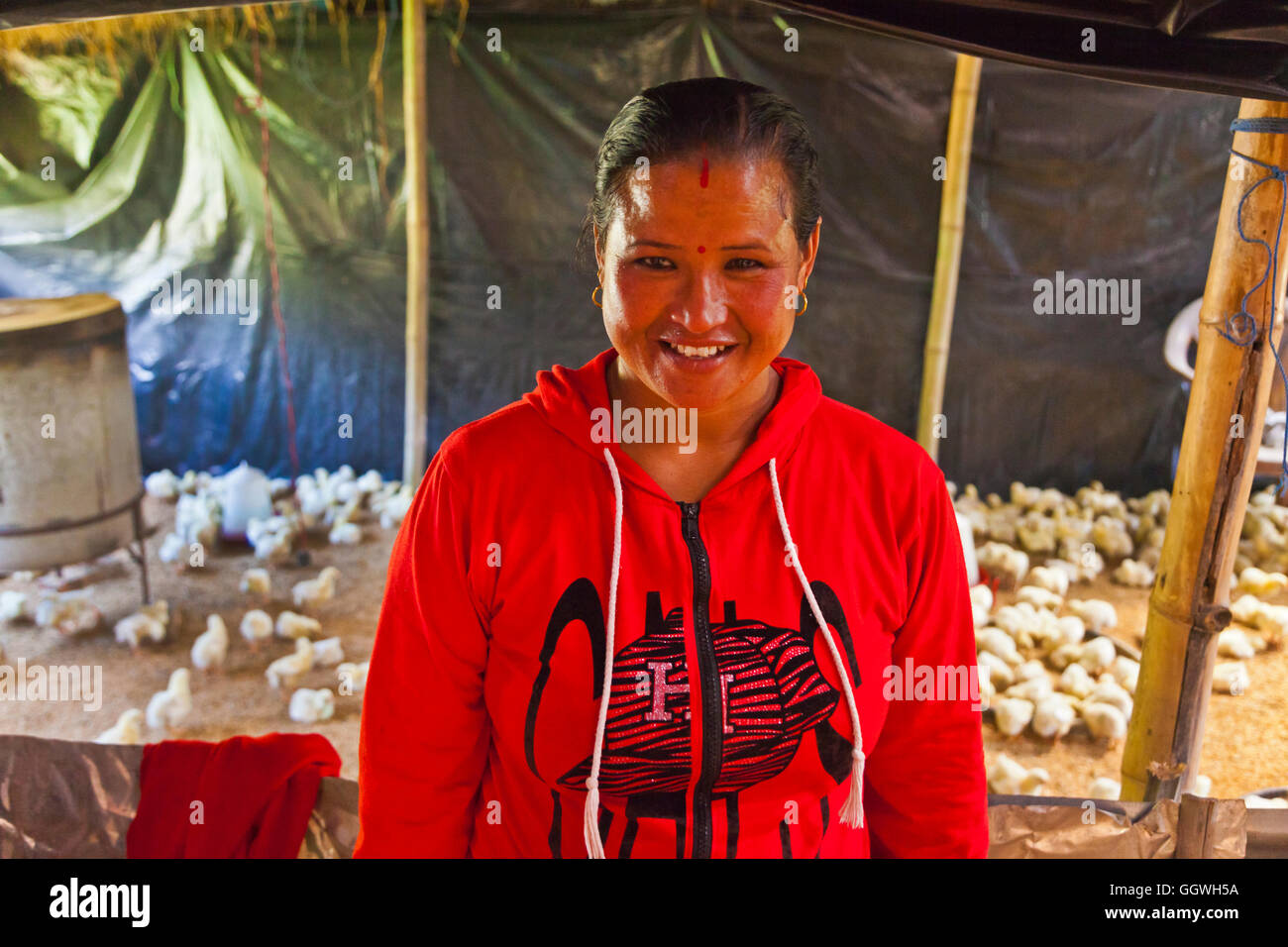 A microcredit loan was used to purchased baby chicks for a farmer in THOKA VILLAGE - KATHMANDU, NEPAL Stock Photo