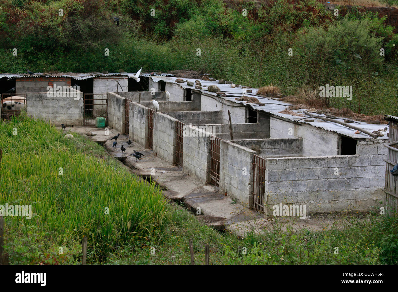 Pig stalls funded by wehelpnepal.org through a microcredit loan - KATHMANDU, NEPAL Stock Photo