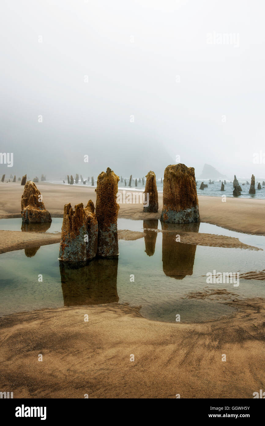 Lifting fog and minus low tide reveals the Ghost Forest at Neskowin on Oregon’s north coastline. Stock Photo