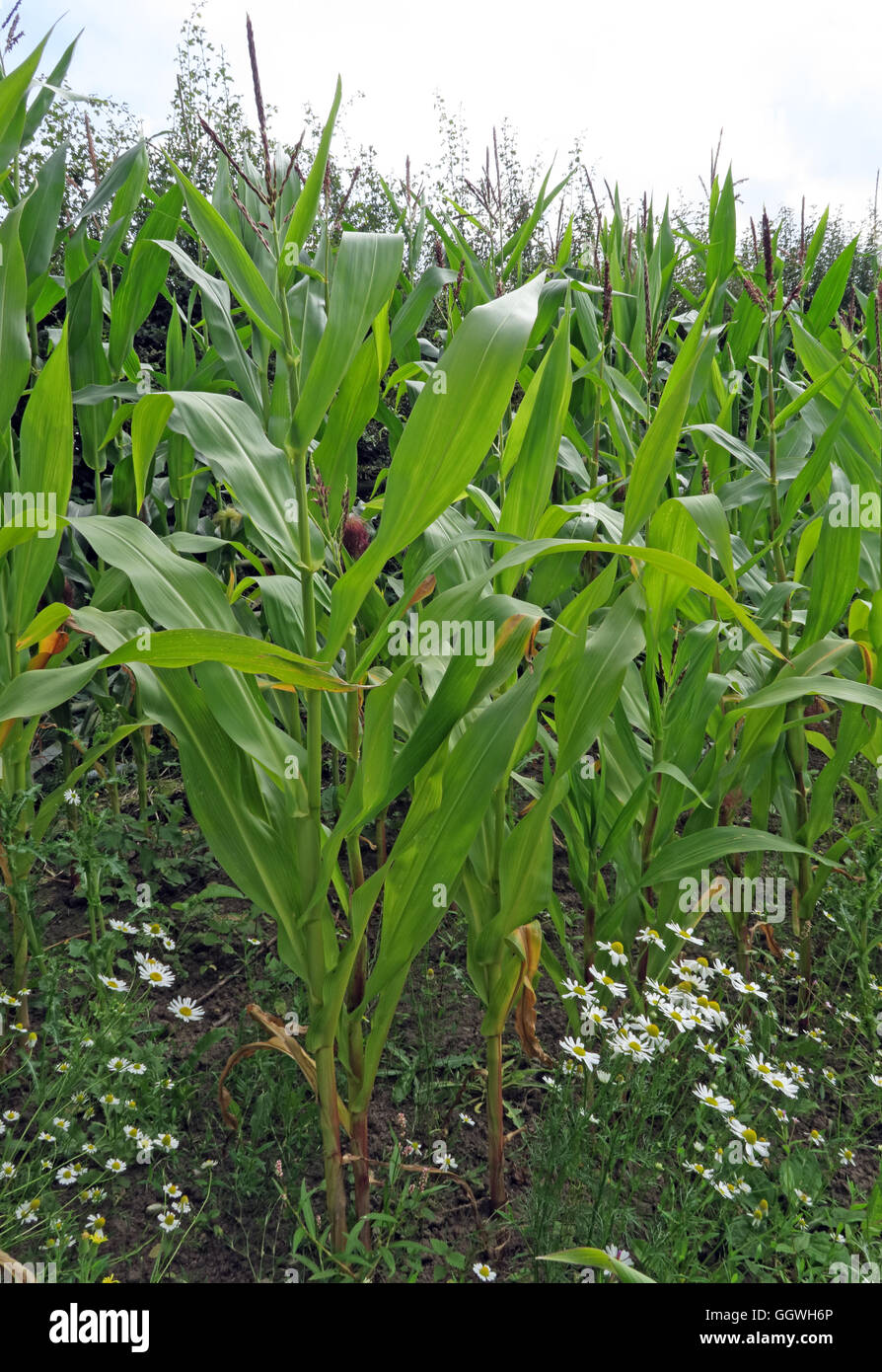 Fields of maize sweetcorn, growing in Hatton, Warrington, Cheshire, North West England, UK Stock Photo