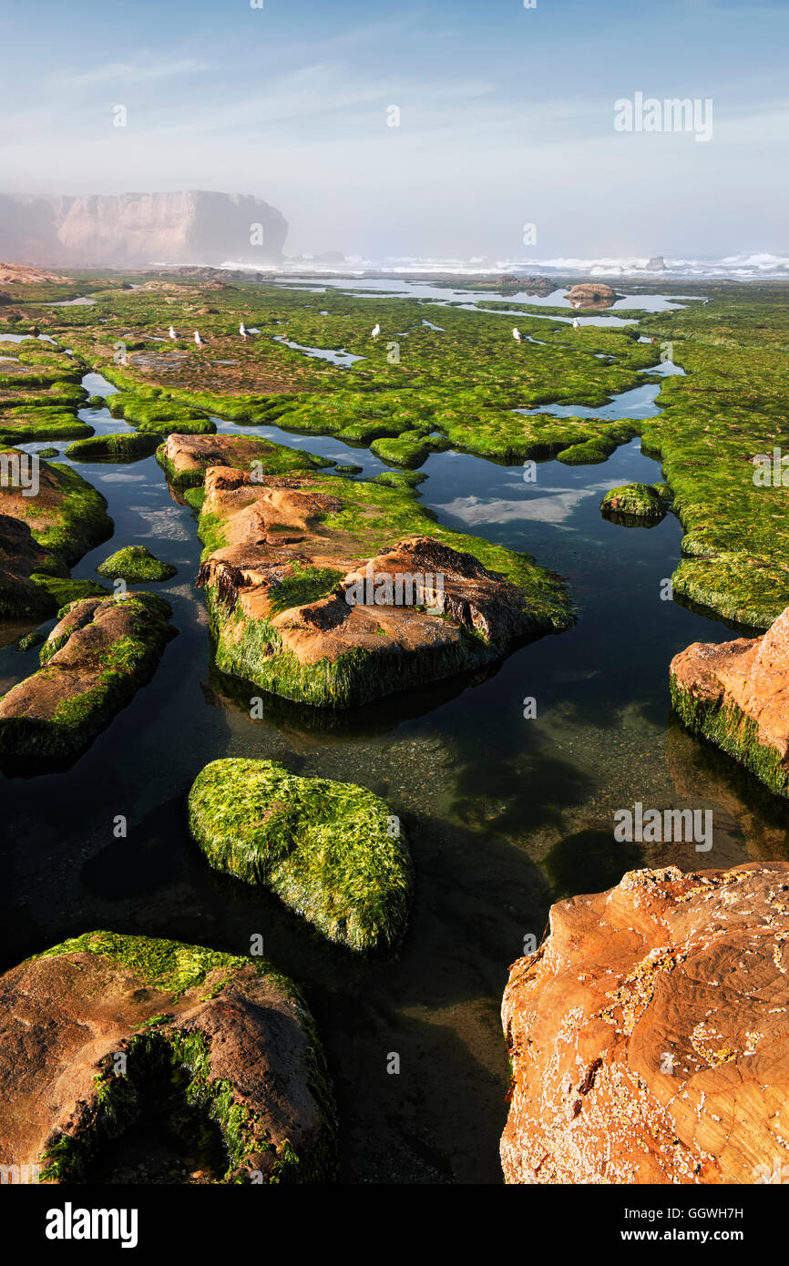 Minus low tide reveals a labyrinth of tide pools at Devils Punch Bowl State Natural Area on Oregon’s central coastline. Stock Photo