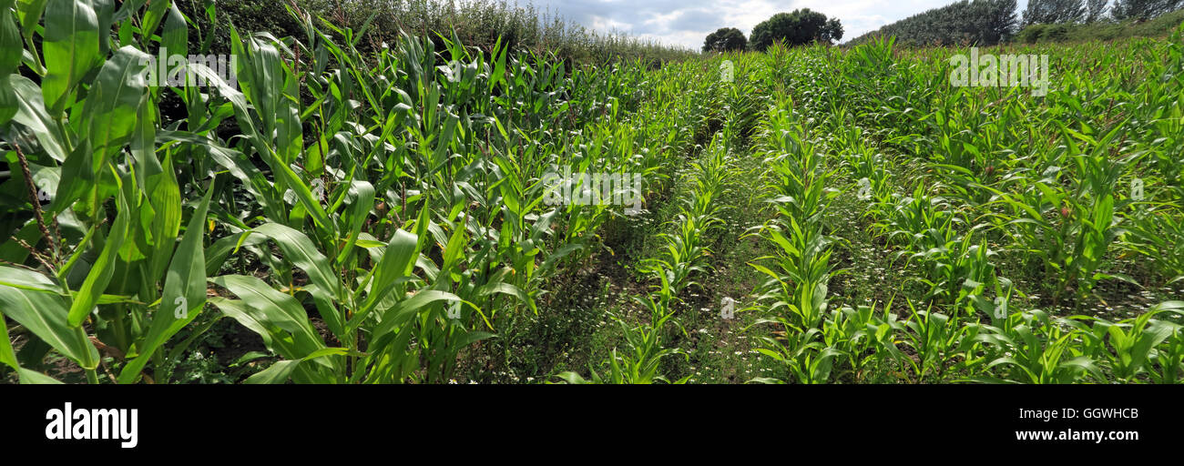 Fields of maize sweetcorn, growing in Hatton, Warrington, Cheshire, North West England, UK Stock Photo