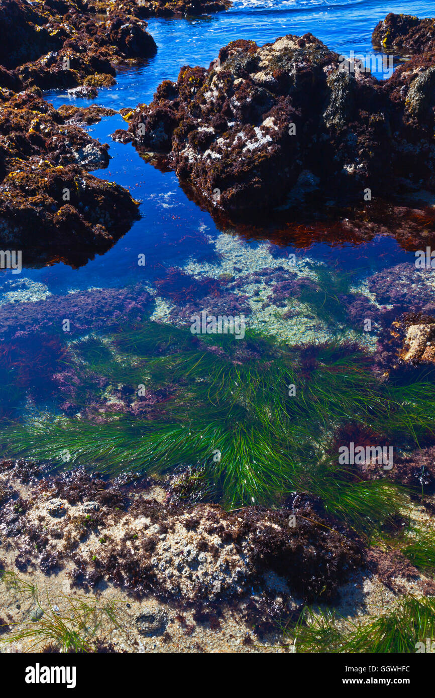 TIDAL ZONE with seaweed at Asilomar State Beach - PACIFIC GROVE, CALIFORNIA Stock Photo