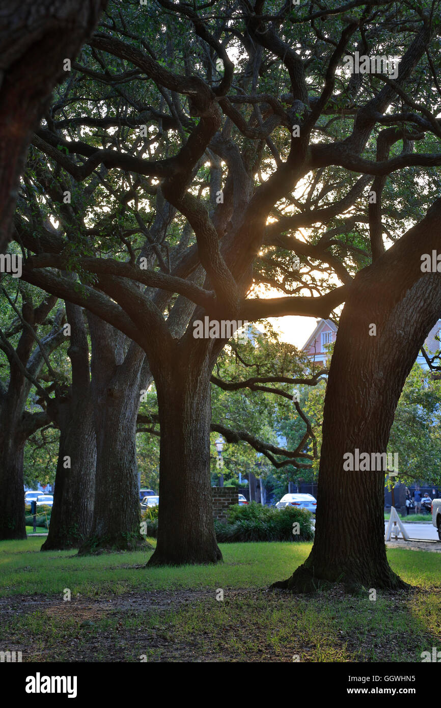 Ancient trees in a park CHARLESTON, SOUTH CAROLINA Stock Photo Alamy