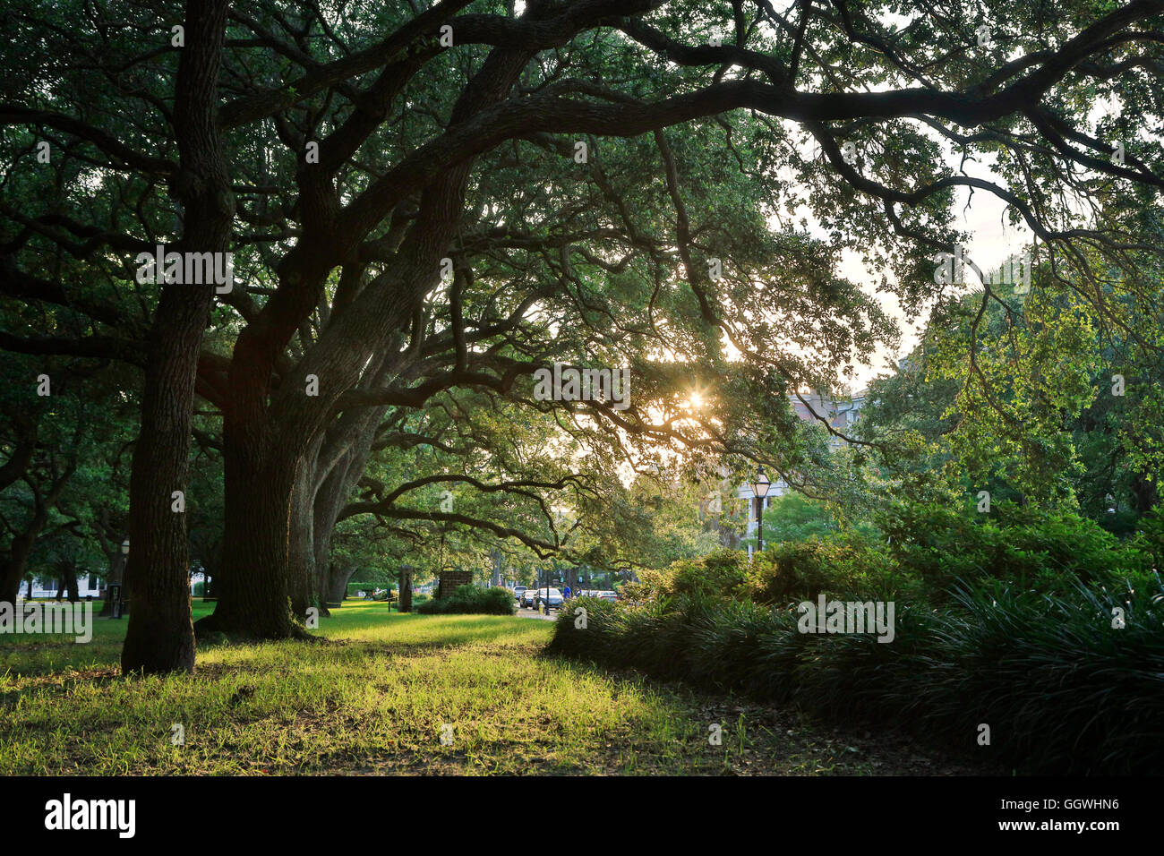 Ancient trees in a park CHARLESTON, SOUTH CAROLINA Stock Photo Alamy