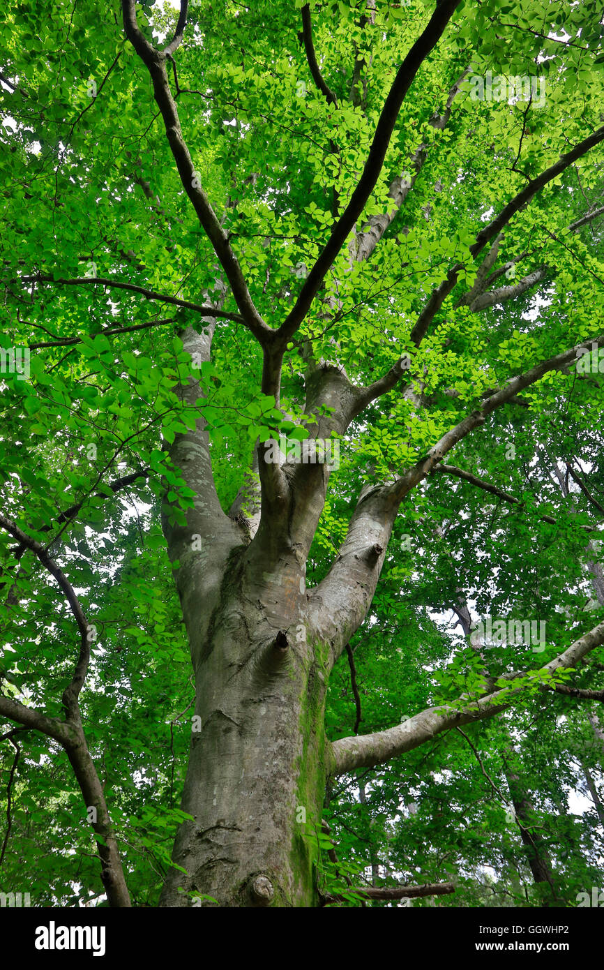 Tree in CONGAREE NATIONAL PARK known for its pristine natural environment - SOUTH, CAROLINA Stock Photo