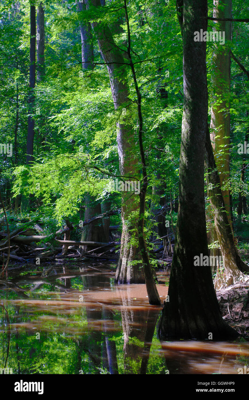 Bald Cypress trees in CONGAREE NATIONAL PARK known for its pristine natural environment - SOUTH, CAROLINA Stock Photo