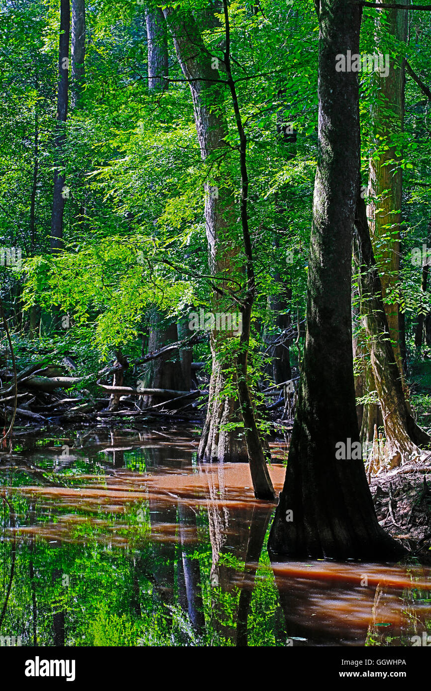 Bald Cypress trees in CONGAREE NATIONAL PARK known for its pristine