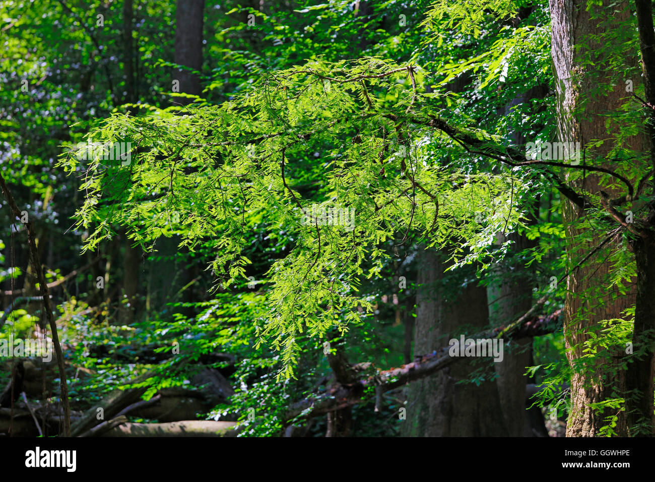 Tree branch in CONGAREE NATIONAL PARK known for its pristine natural environment - SOUTH, CAROLINA Stock Photo