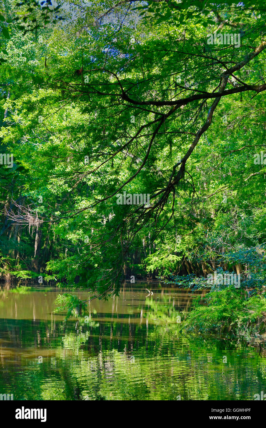 Lake shore and trees in CONGAREE NATIONAL PARK known for its pristine natural environment - SOUTH, CAROLINA Stock Photo