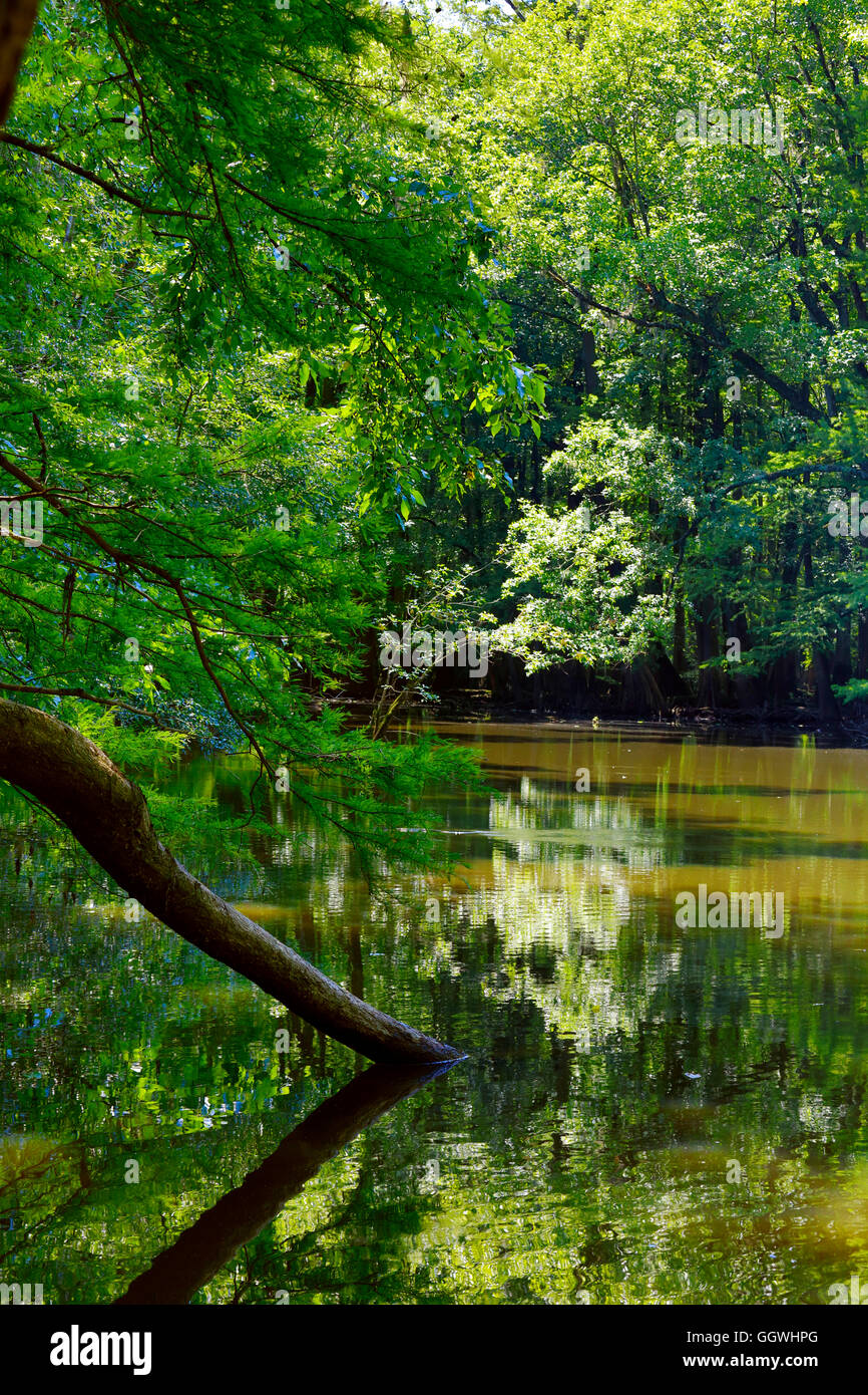 Lake shore and trees in CONGAREE NATIONAL PARK known for its pristine natural environment - SOUTH, CAROLINA Stock Photo