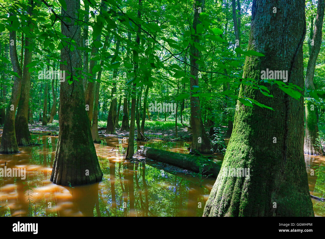 Bald Cypress trees in CONGAREE NATIONAL PARK known for its pristine natural environment - SOUTH, CAROLINA Stock Photo