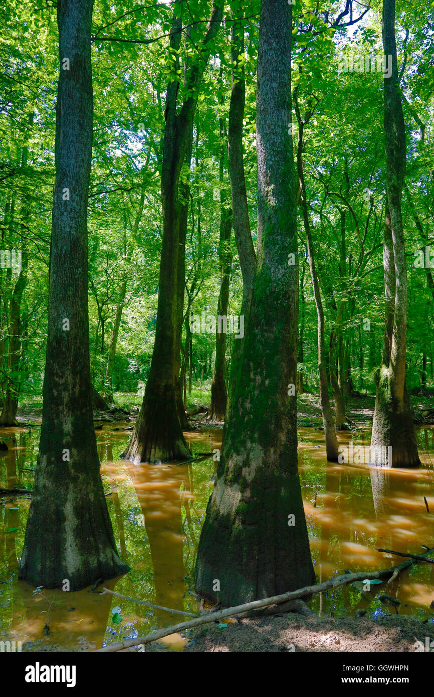 Bald Cypress trees in CONGAREE NATIONAL PARK known for its pristine natural environment - SOUTH, CAROLINA Stock Photo