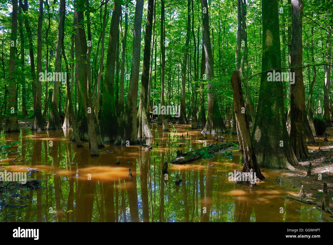 Bald Cypress trees in CONGAREE NATIONAL PARK known for its pristine