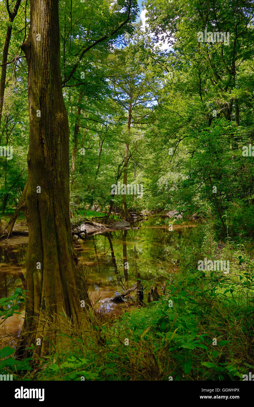 Bald Cypress trees in CONGAREE NATIONAL PARK known for its pristine