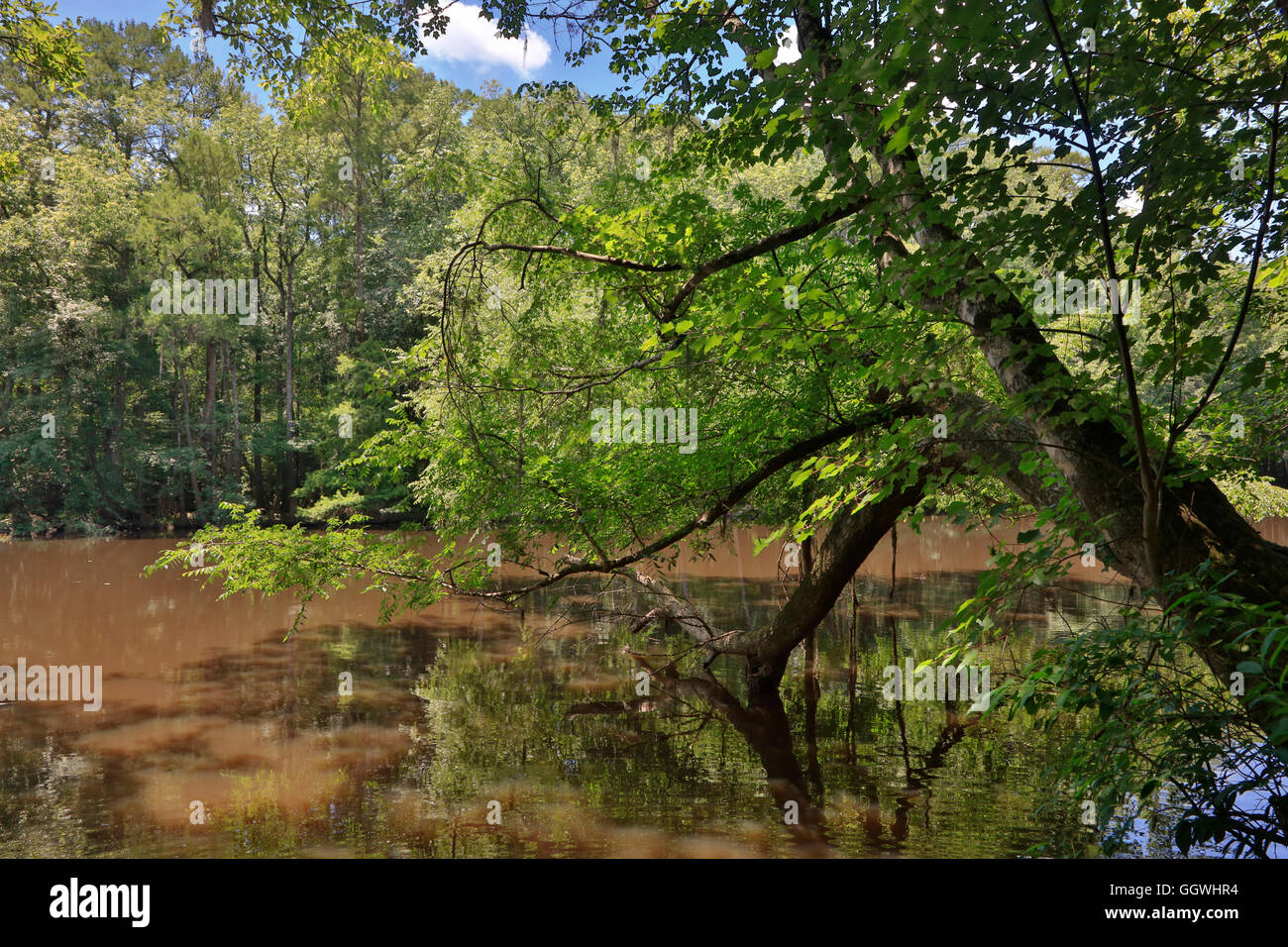 CONGAREE NATIONAL PARK is known for its pristine natural environment - SOUTH, CAROLINA Stock Photo