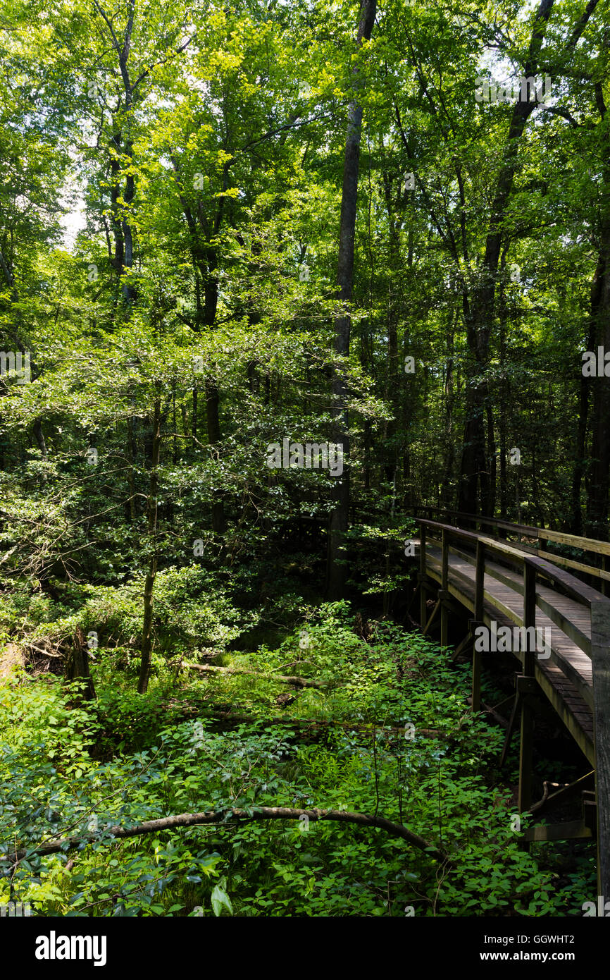 CONGAREE NATIONAL PARK is known for its pristine natural environment - SOUTH, CAROLINA Stock Photo