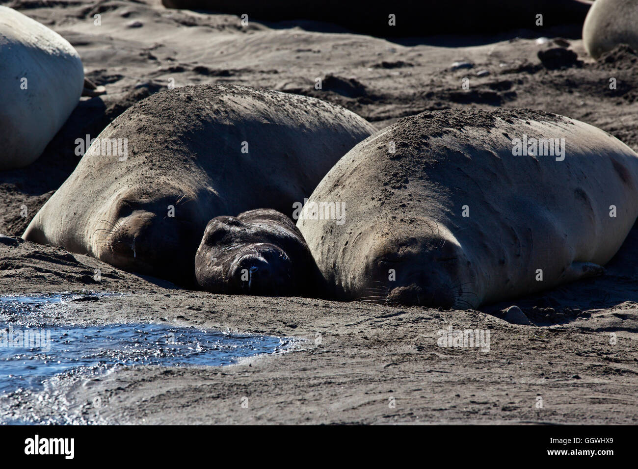 Female ELEPHANT SEALS (Mirounga angustirostris) with a newborn on the beach at ANO NUEVO STATE PARK - CALIFORNIA Stock Photo