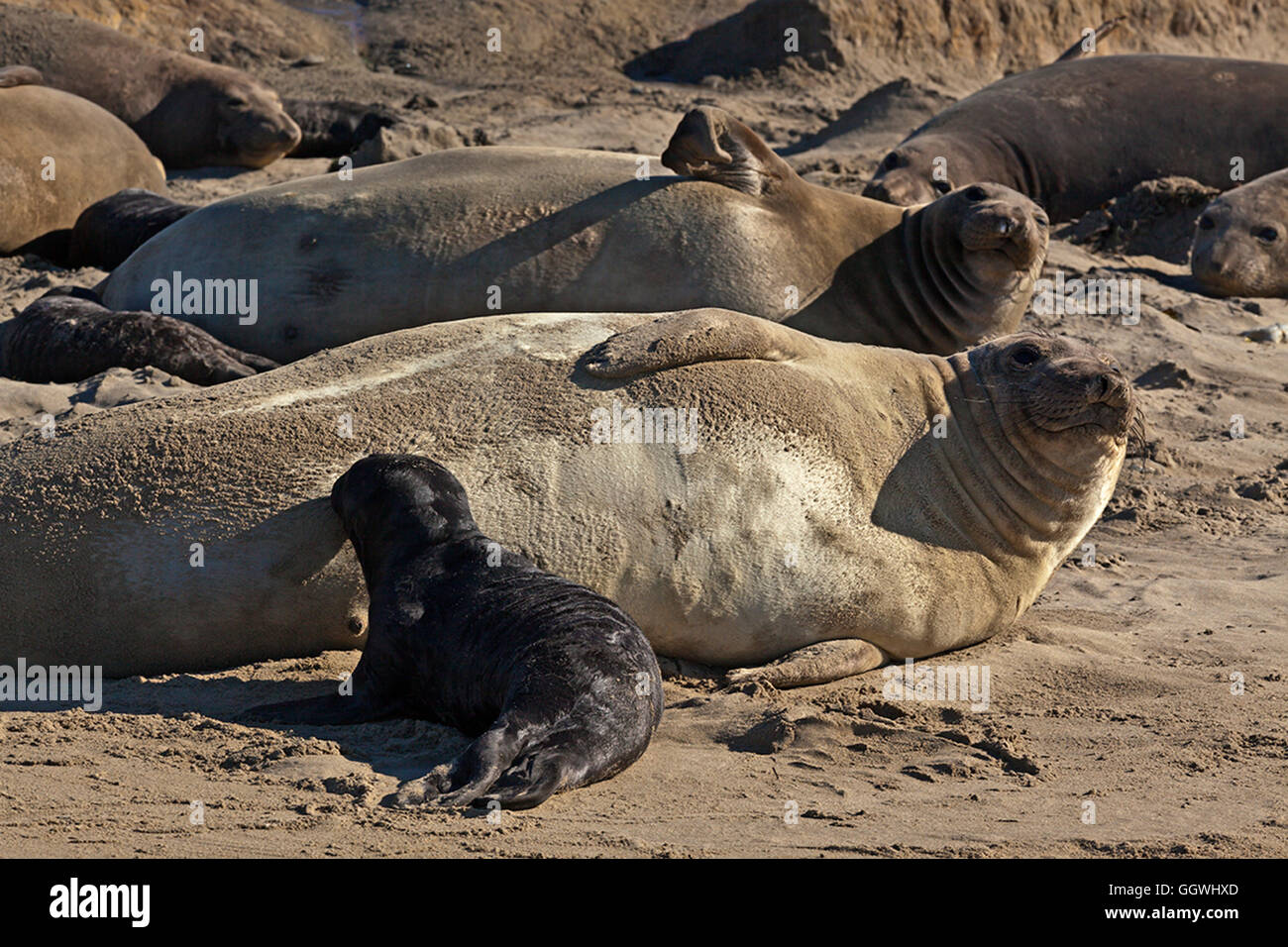 A female ELEPHANT SEAL (Mirounga angustirostris) with her nursing pup on the beach at ANO NUEVO STATE PARK - CALIFORNIA Stock Photo