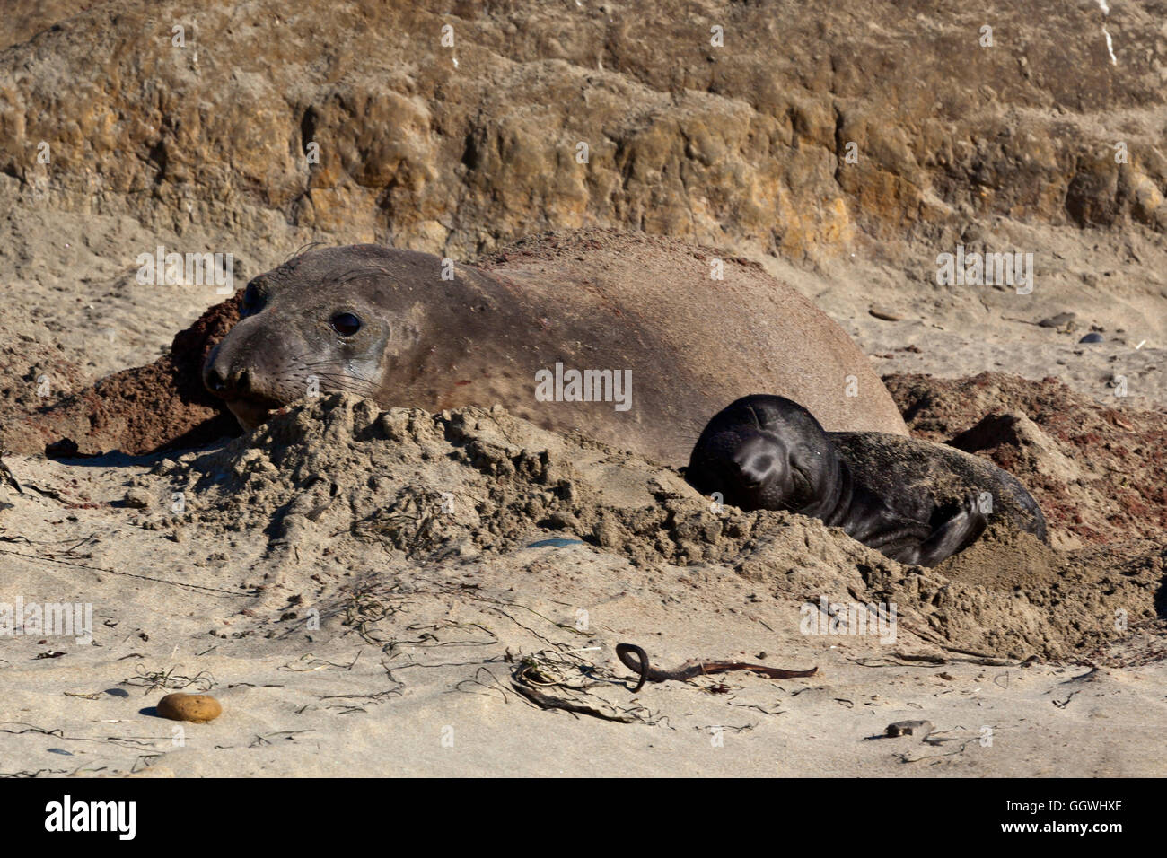A female ELEPHANT SEAL (Mirounga angustirostris) with her pup on the beach at ANO NUEVO STATE PARK - CALIFORNIA Stock Photo