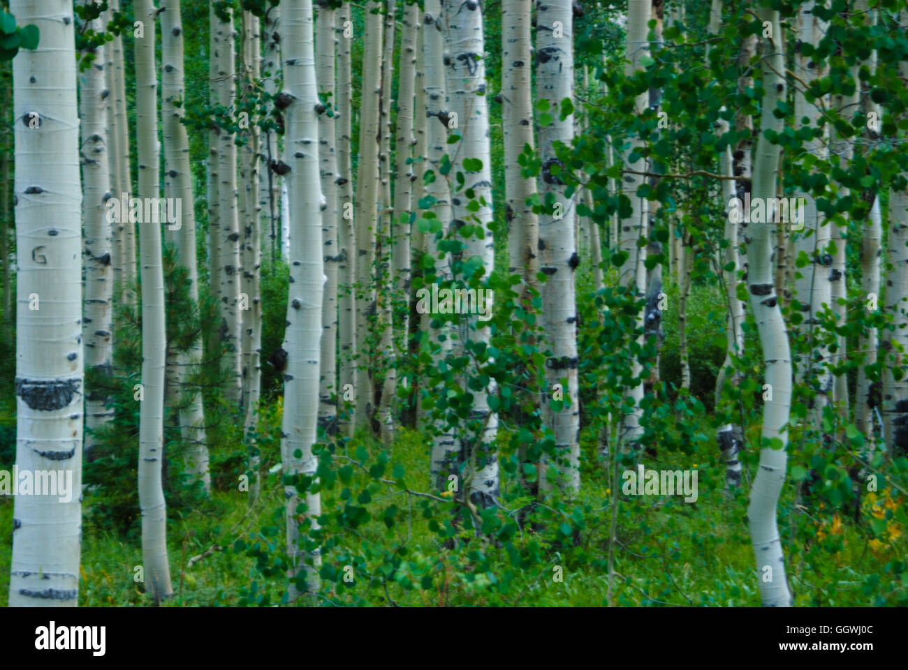 Aspen tree trees hi-res stock photography and images - Alamy