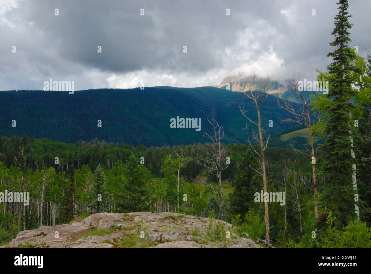 Foggy Forest Mountain Stock Photo - Alamy
