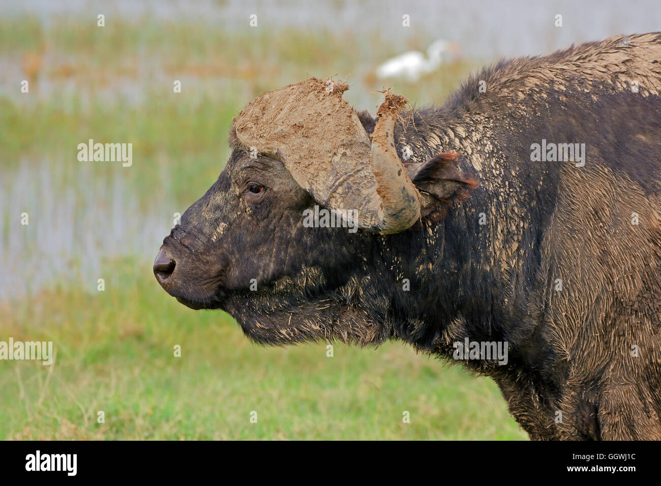 Portrait of an African buffalo (Syncerus caffer), Lake Nakuru National Park, Kenya Stock Photo
