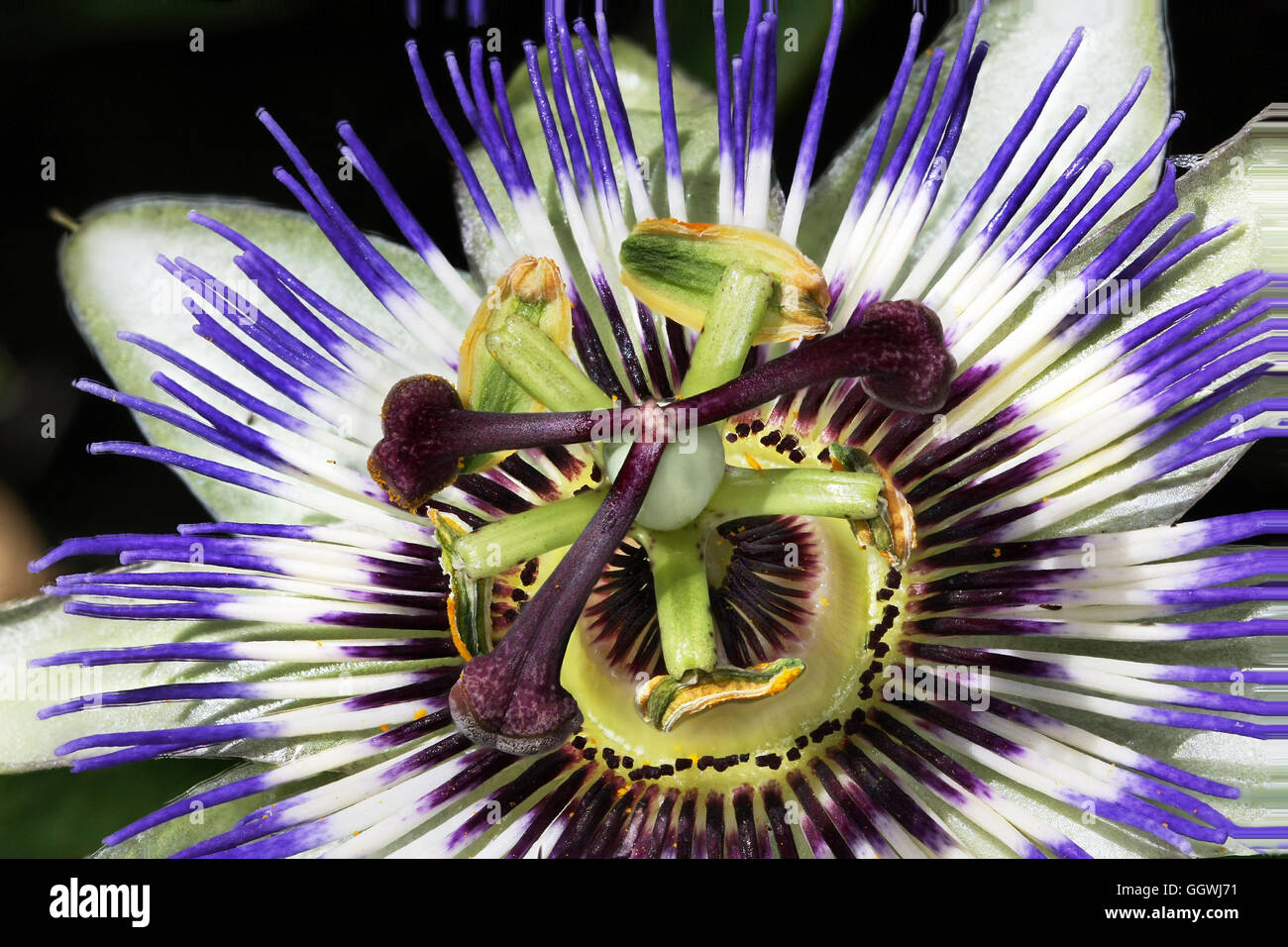 Passiflora, known also as the passion flowers or passion vines, is a genus of about 500 species of flowering plants. Stock Photo