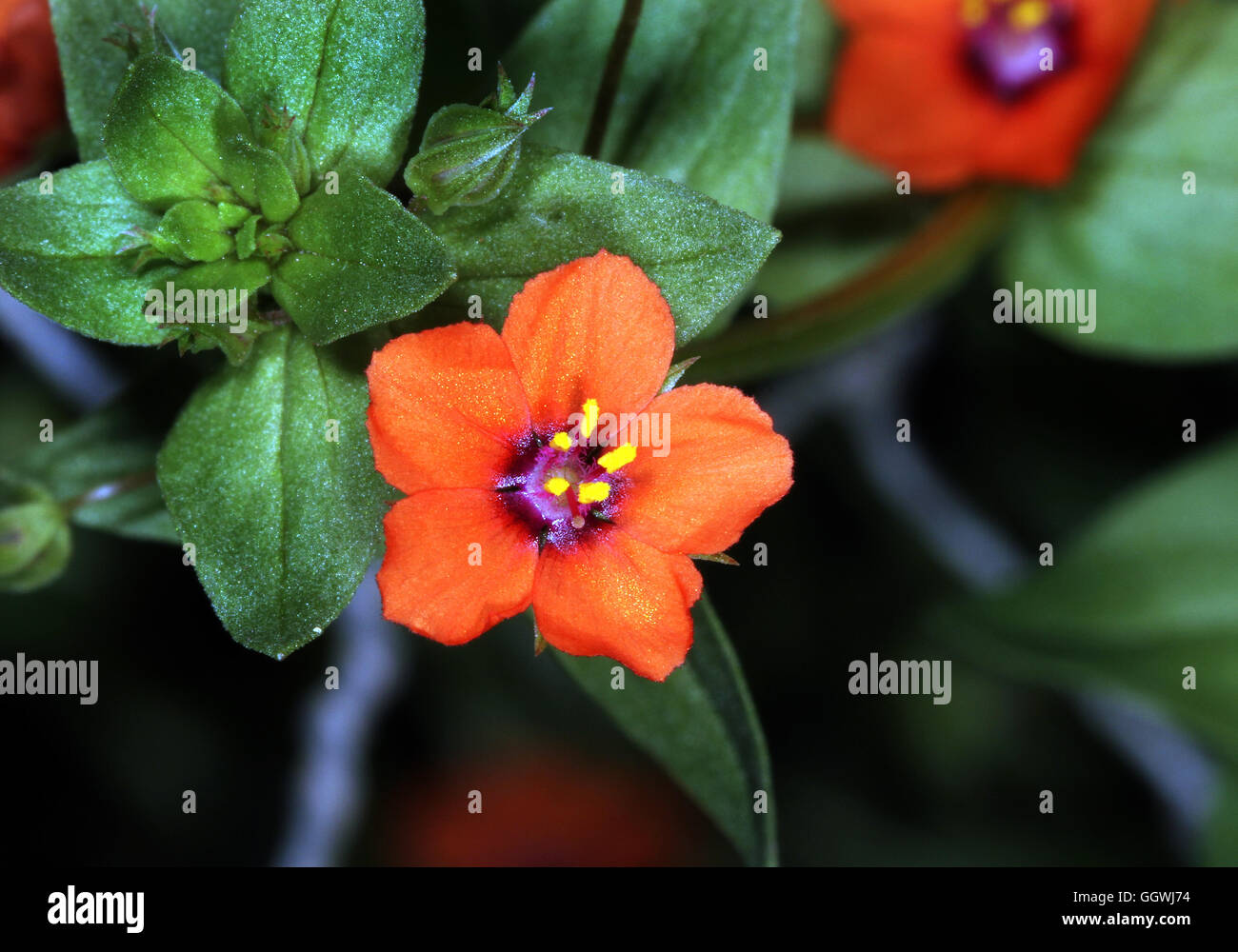 scarlet-pimpernel-flower-hi-res-stock-photography-and-images-alamy
