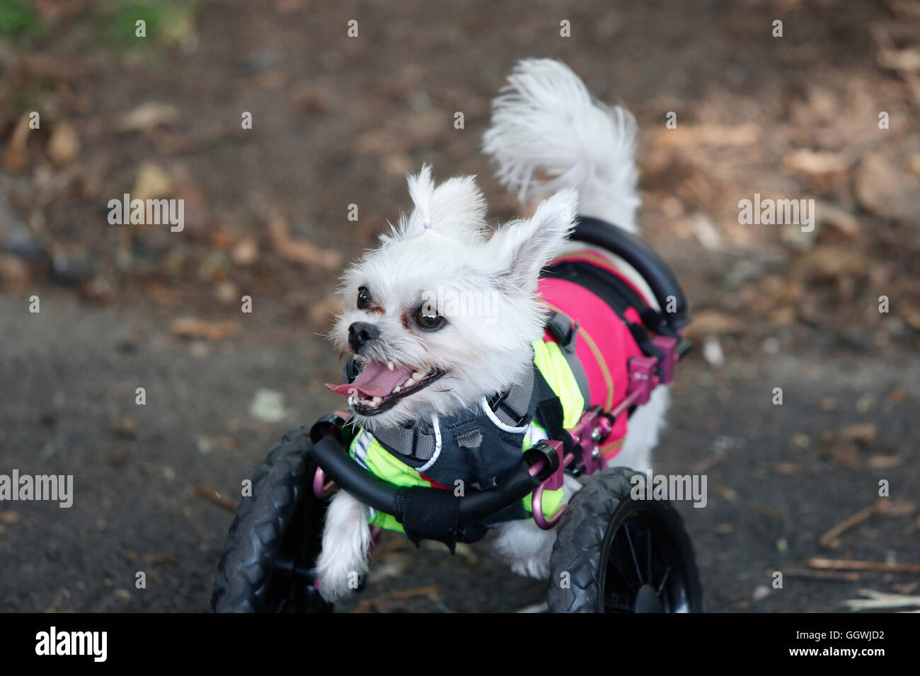 Page 2 Aspca Adoption High Resolution Stock Photography And Images Alamy Page 2 Aspca Adoption High Resolution Stock Photography And Images Alamy